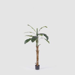 PLANTA BANANO CON VASO H180 CM.